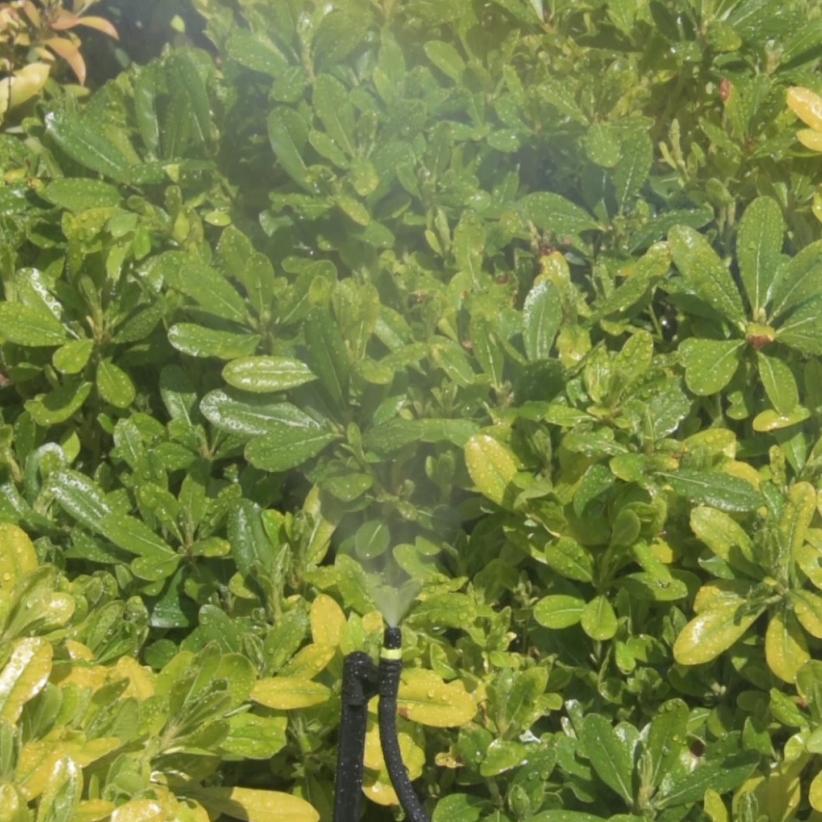 Pope Micro Jet Mist Spray - 10 Pack - Image 4 of 4