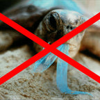 0239752-Additional Image_1734482526854