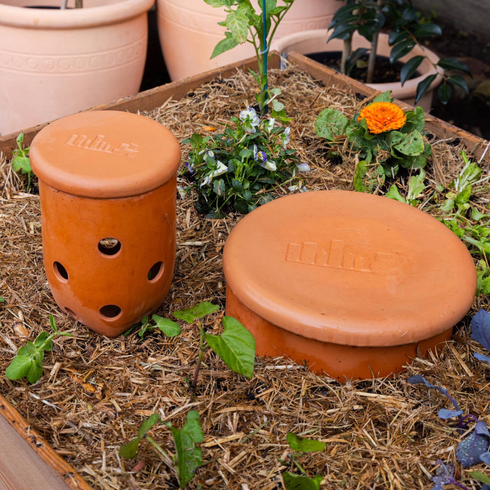 Backyard Farmer 1.1L Archie In-Ground Terracotta Worm Farm - Image 6 of 7