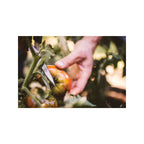 Fiskars Garden Scissors Solid Vegetable Sheers SP240 - Image 4 of 5