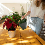 Holman 4L Sage Eco Watering Can - Image 3 of 14